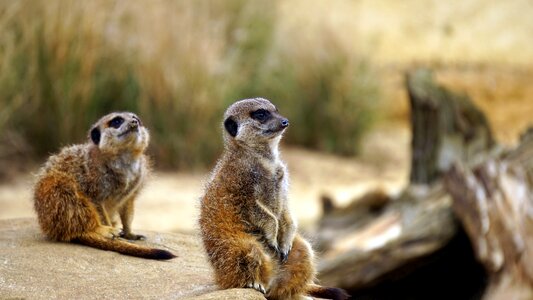 Wildlife mammal nature