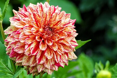 Bloom autumn late summer