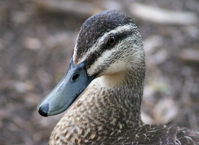 Duck pond male photo