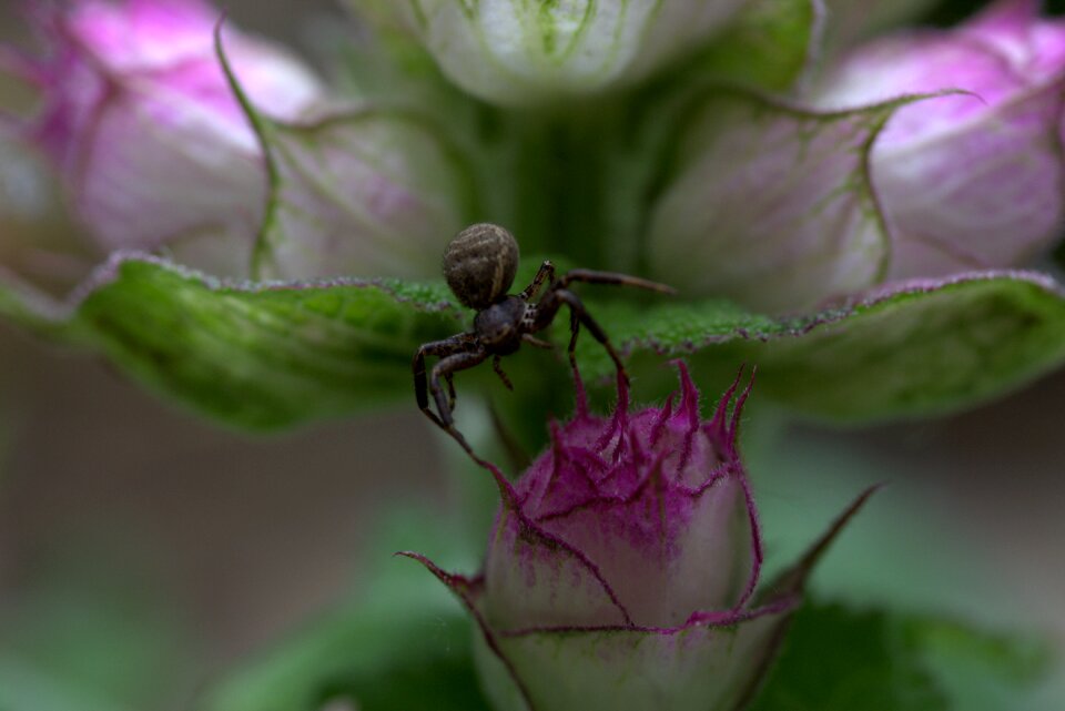 Black flower arachnid