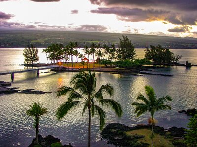 Hawaii palm trees photo