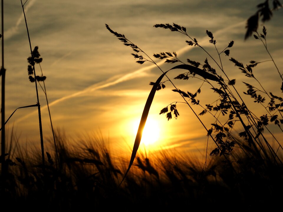 Grass sun sunset