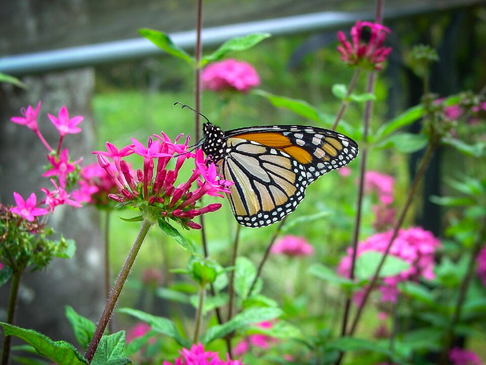 Flower monarch nature