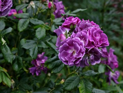 Purple flower nature floral