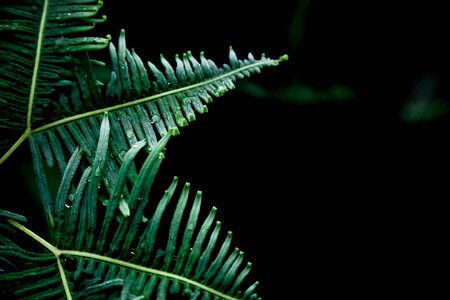 Leaf nature plant