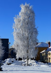 Kyösti Kallion puisto Oulu 20170307 03