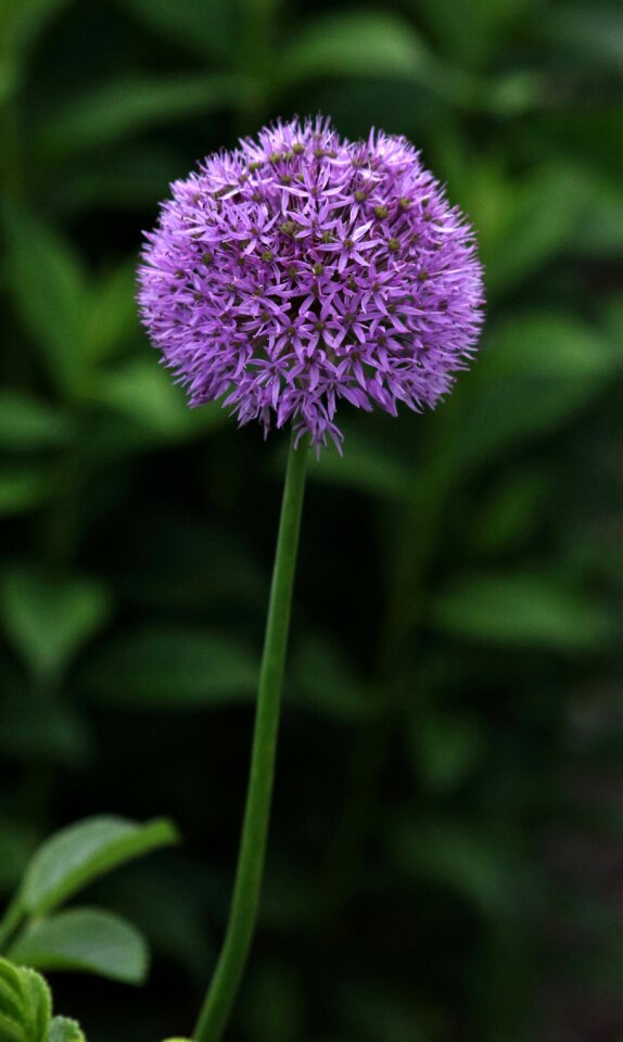 Nature floral summer