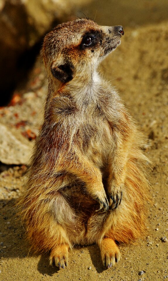 Zoo tiergarten small