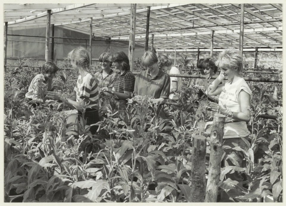 Kwekerij Roozendaal vakantiewerkers in de kassen aan de slag. NL-HlmNHA 54013228