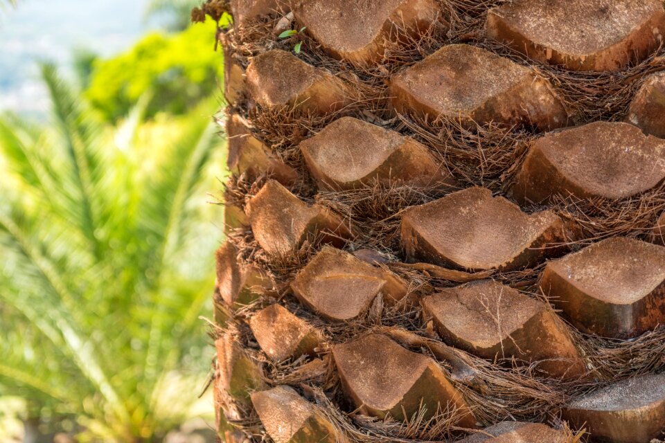 Close up section palm tree root