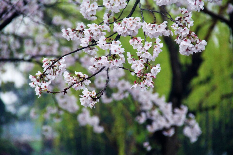 Cherry blossom green xuanwu lake