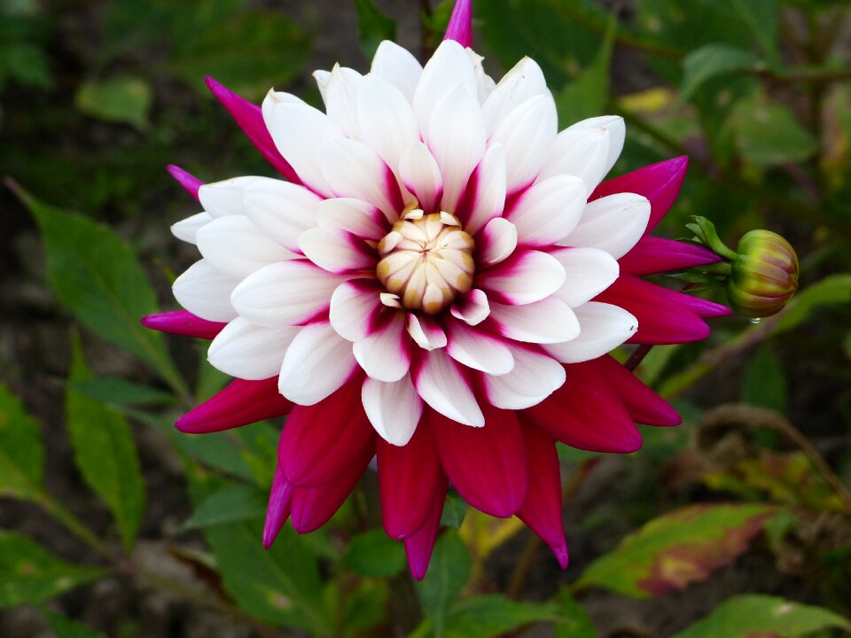 Flower garden colors