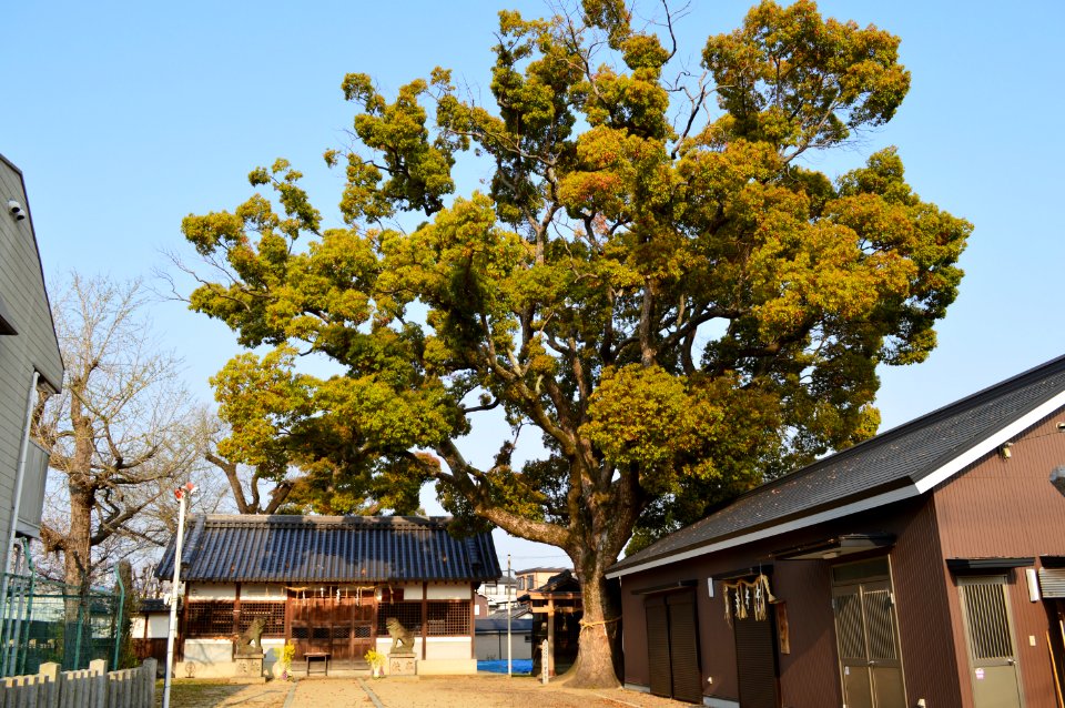 Kusumoto-jinja (Kinomoto, Yao), keidai