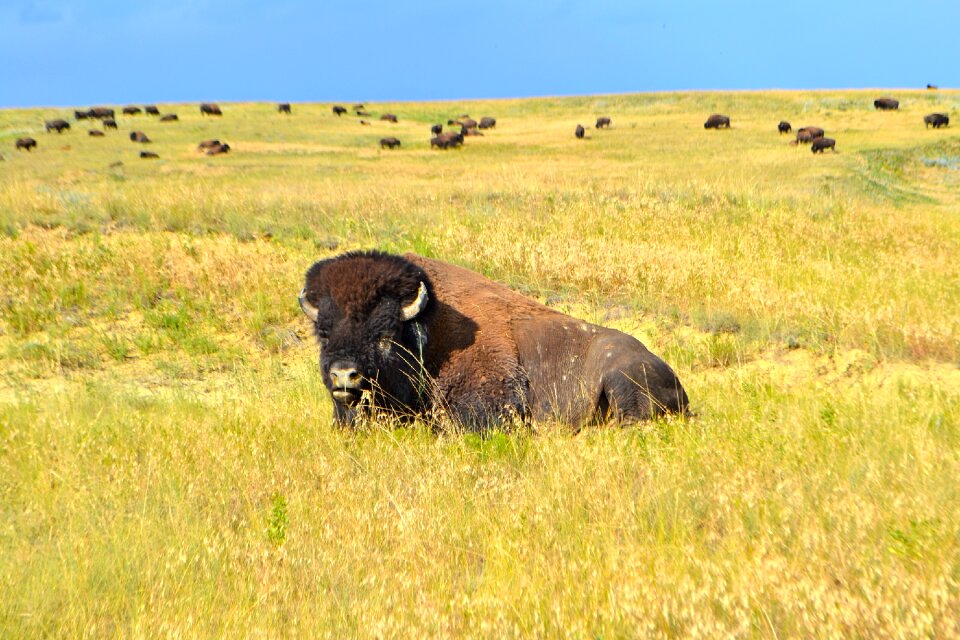 Animal wildlife nature