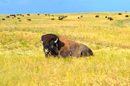 Animal wildlife nature