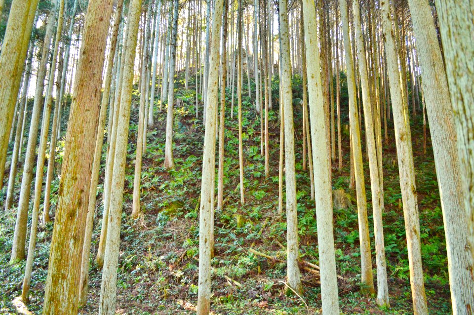 Kushiiwamado-jinja miyayama-3