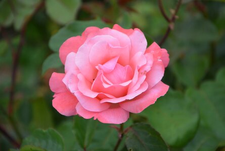 Salmon pink bush small flowers photo