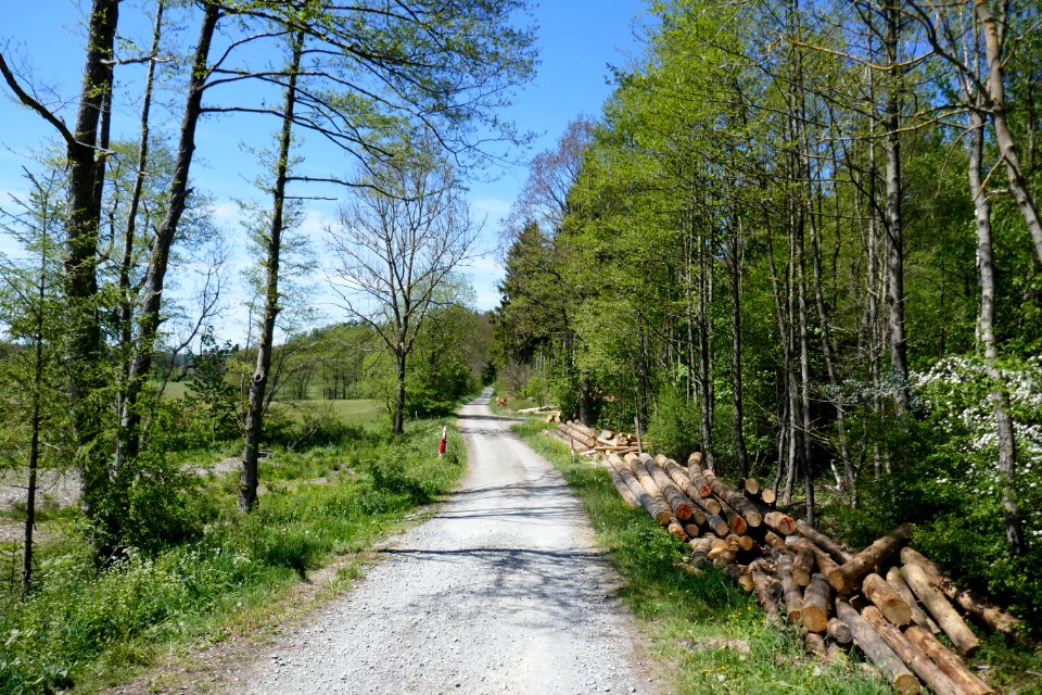 Lühlingsbach-Nettetal, Leiberger Wald