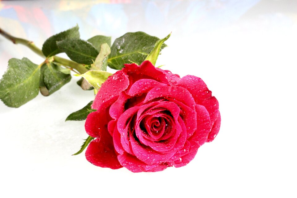Rose nature flower