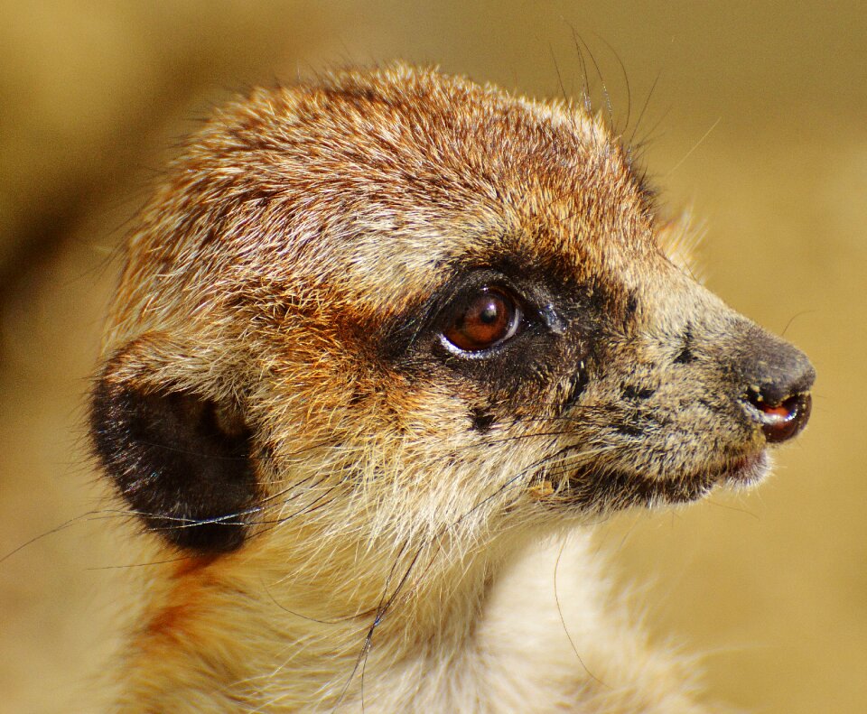Zoo tiergarten small