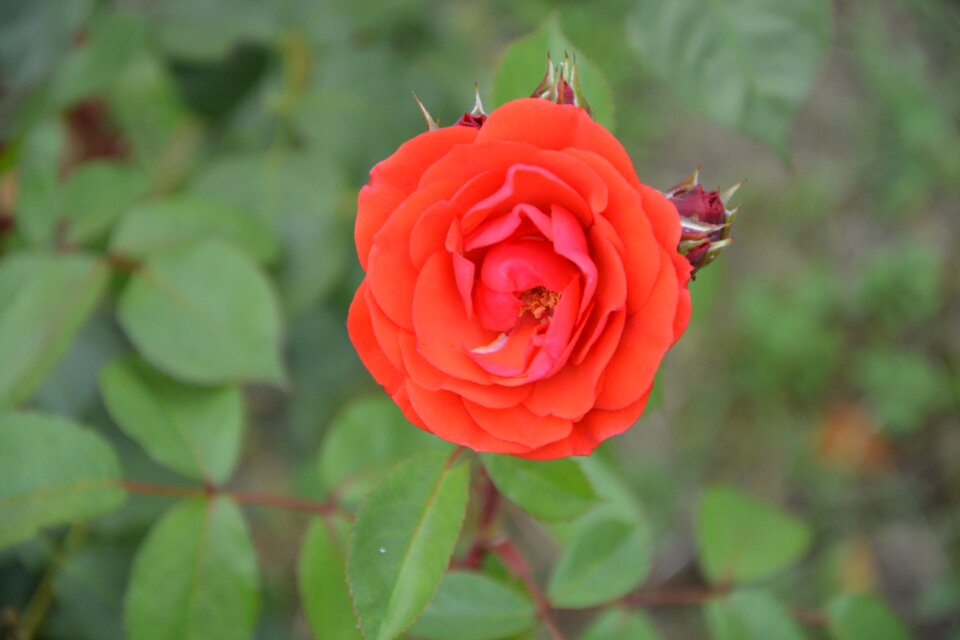 Garden flower nature