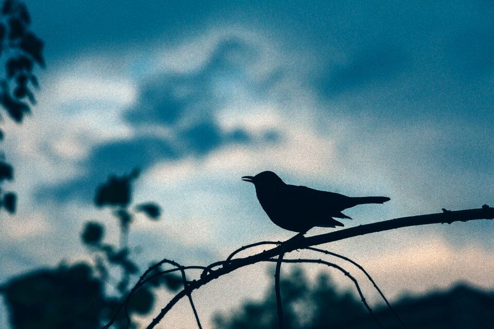 Nature silhouette blue birds