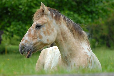 Equine foal resting nature