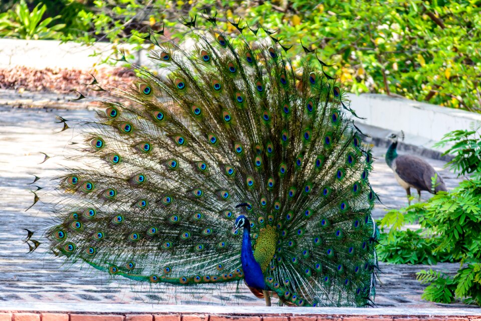 Feather peacock feather exotic