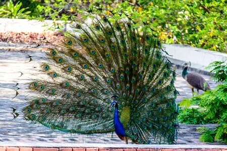 Feather peacock feather exotic photo