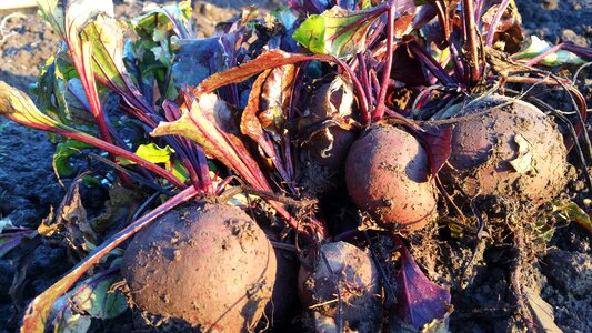 Growing gardening harvesting photo