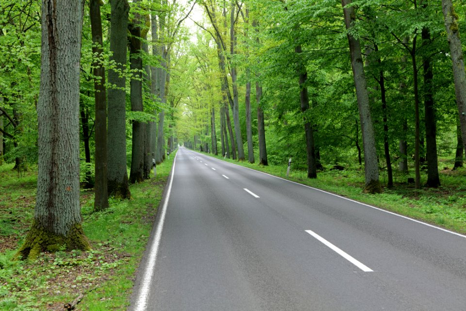 L172 in Behrensbrück forest 2020-05-10 01
