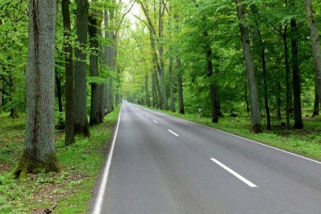L172 in Behrensbrück forest 2020-05-10 01