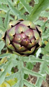 Artichoke plant artichoke vegetable