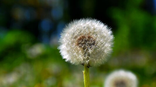 Dandelion spring sunshine photo