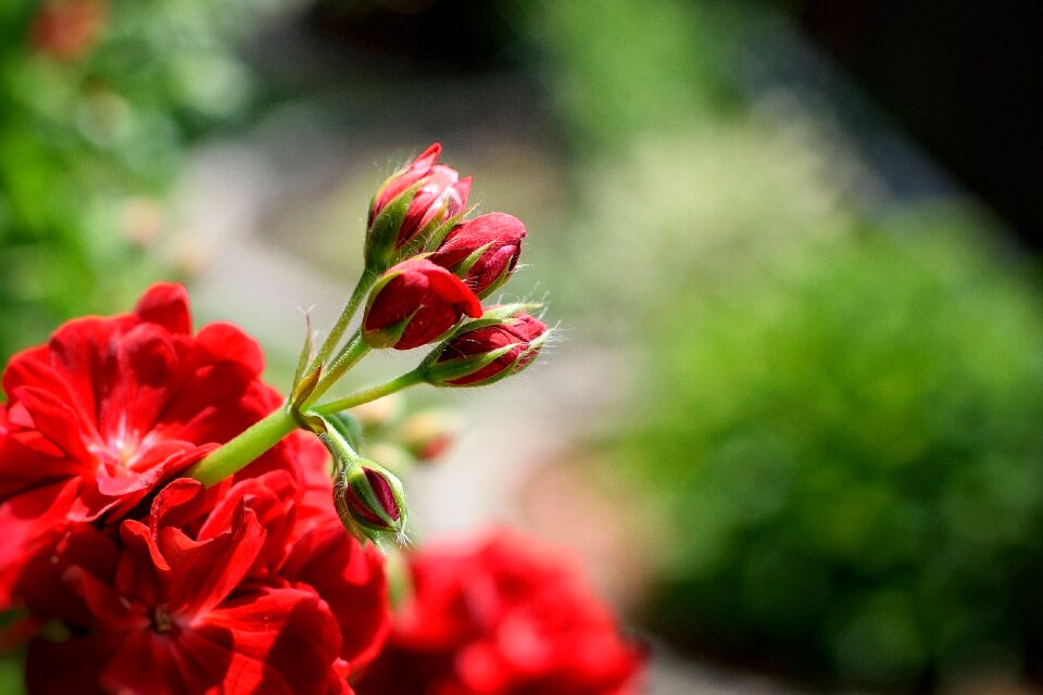 Garden summer flower