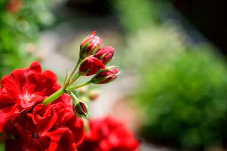 Garden summer flower