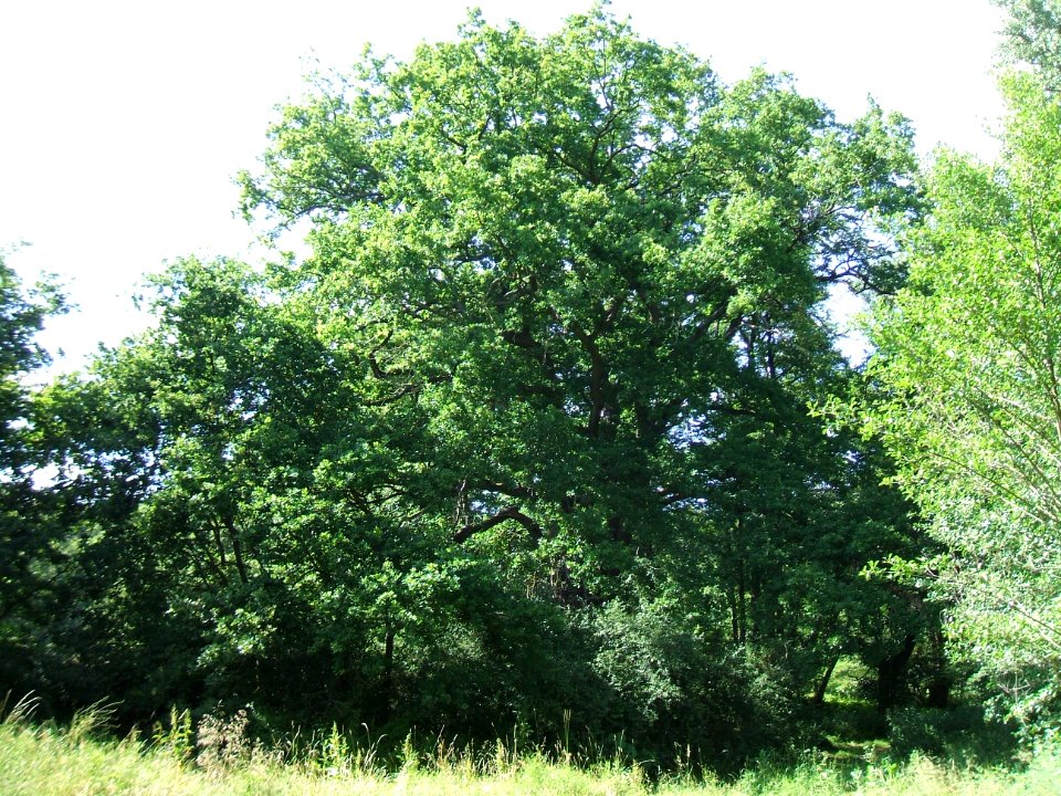 Löwenhof Eiche