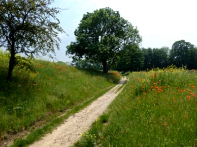 Lößhohlweg bei Granau ND (1)
