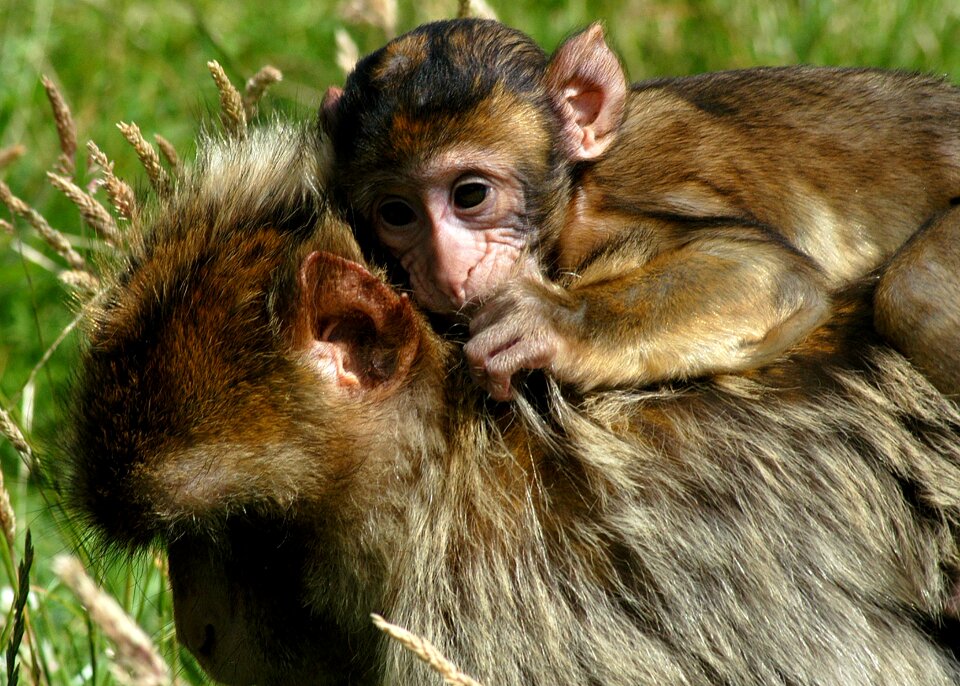 Mammal wildlife appealing