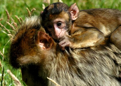 Mammal wildlife appealing