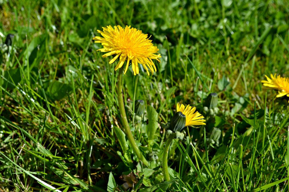 Spring yellow green photo