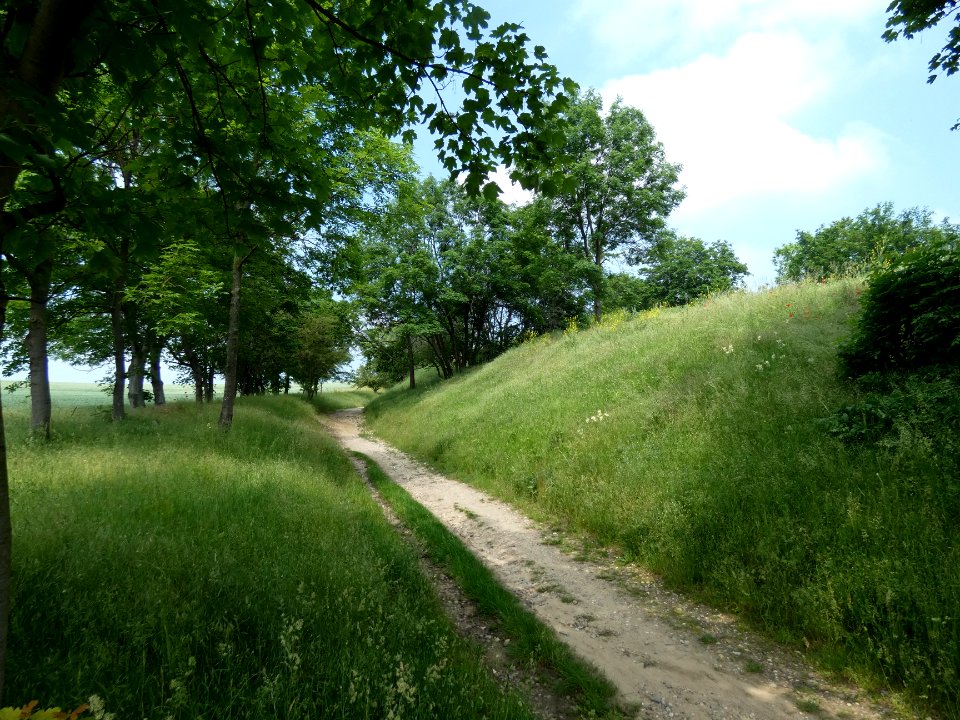 Lößhohlweg bei Granau ND Halle (Saale)