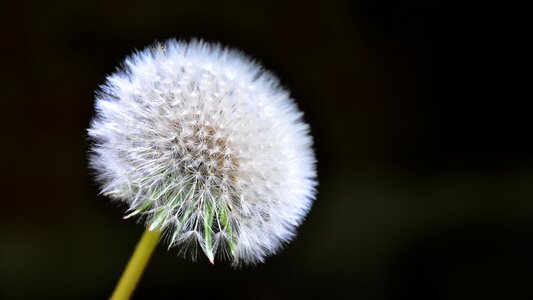 Dandelion spring sunshine photo