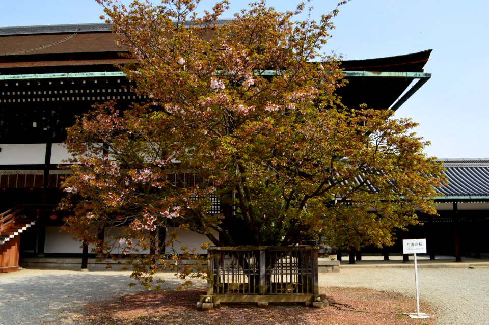 Kyoto-gosho Sakon-no-sakura