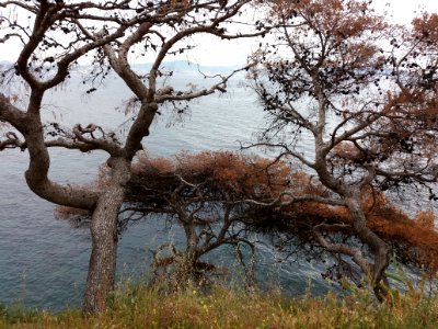 L'Estaque - Corbière - Pins devant la Méditerranée sous le fortin de Corbière