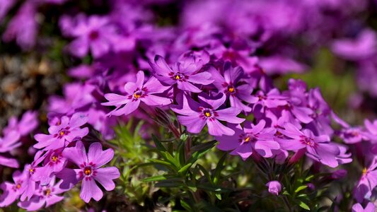 Spring flower nature purple spring flower