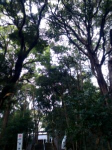 KyokusourinMatsudoSengenShrine1