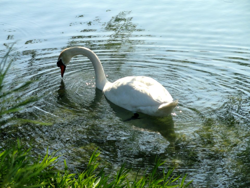 Lac du Parc de la Tête d'Or - DSC05258