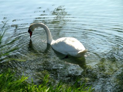 Lac du Parc de la Tête d'Or - DSC05258