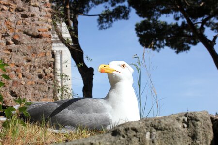 Old town the seagull rome
